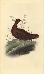 Red grouse, Lagopus lagopus scotica. Handcoloured copperplate from Natural History of British Birds, London