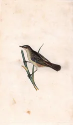 Rod Phragmite. Copper engraving by Edward Donovan from 