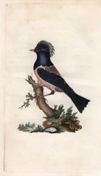 Rosy starling. Sturnus roseus (Turdus roseus). Copper engraving by Edward Donovan, published in Histoire naturelle des oiseaux britanniques, London