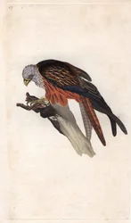 Royal Milan. Milvus milvus