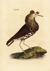 Ruff, male