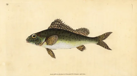 Ruffe, Gymnocephalus cernua