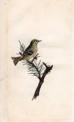 Ruppe King. Regulus regulus
