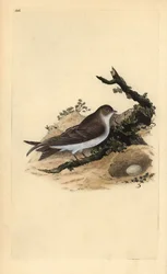 Sand Martin with Nest and Egg