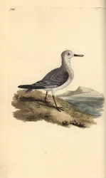 Sanderling, Calidris alba. Handcoloured copperplate from Natural History of British Birds, London