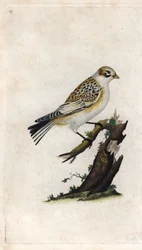 Snow Sparrow. Plectrophenax nivalis. Copper engraving by Edward Donovan, published in Histoire naturelle des oiseaux britanniques, London