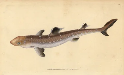 Spiny dogfish, Squalus acanthias