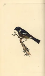 Stonechat, Saxicola rubicola. Handcoloured copperplate from Natural History of British Birds, London