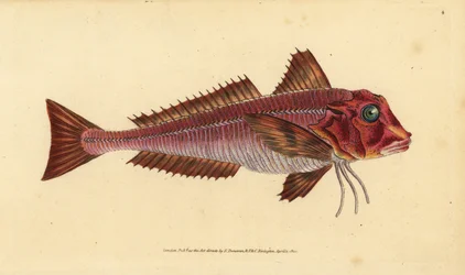 Streaked Gurnard, Trigloporus lastoviza (Trigla lineata). Handcoloured Copperplate Drawn and Engraved by Edward Donovan from His Natural History of British Fishes, Donovan and F.C. and J. Rivington, London