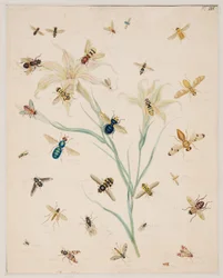 Studies of Invertebrate Animals, Volume II