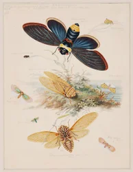 Studies of Invertebrate Animals, Volume II