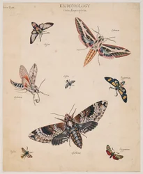 Studies of Invertebrate Animals, Volume II