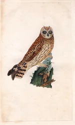 Swamp Owl