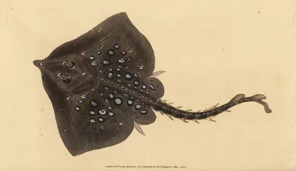 Thornback Skate, Raja clavata. Near Threatened. Handcoloured Copperplate Drawn and Engraved by Edward Donovan from His Natural History of British Fishes, Donovan and F.C. and J. Rivington, London