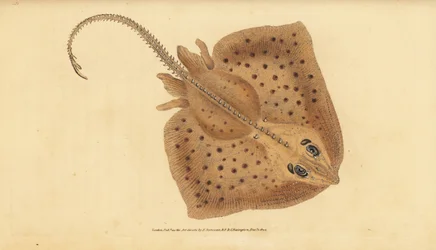 Thornback skate, Raja clavata. Near threatened. Rough ray, Raja rubus. Handcoloured copperplate from Natural History of British Fishes, Donovan and F.C. and J. Rivington, London