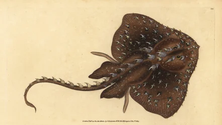 Thorny Skate, Amblyraja Radiata. Handcoloured Copperplate Drawn and Engraved by Edward Donovan from His Natural History of British Fishes