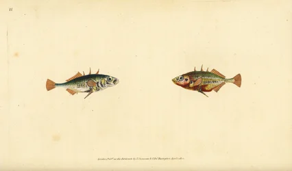Three-Spined Stickleback, Gasterosteus aculeatus. Handcoloured Copperplate Drawn and Engraved by Edward Donovan from His Natural History of British Fishes, Donovan and F.C. and J. Rivington, London