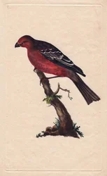Pine grosbeak. Pinicola enucleator (Loxia enucleator). Copper engraving by Edward Donovan, published in Histoire naturelle des oiseaux britanniques, London