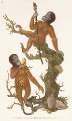Two Primates on a Tree