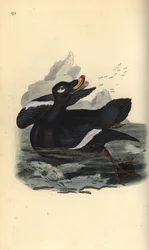 Velvet Scoter, Melanitta Fusca (Handcoloured Copperplate Drawn and Engraved by Edward Donovan from His Own 