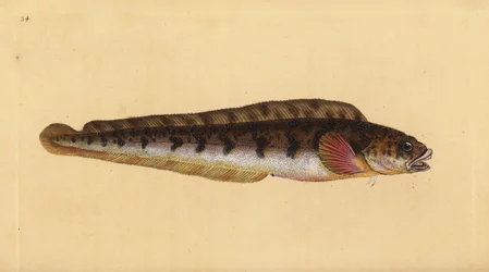 Viviparous eelpout, Zoarces viviparus