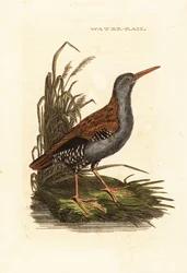 Water Rail