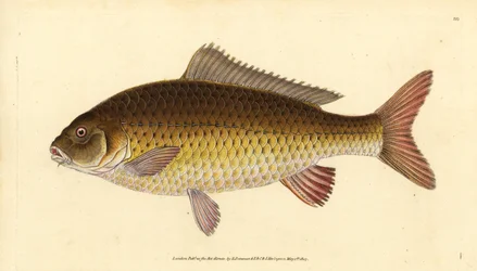 Wild Common Carp, Cyprinus carpio. Vulnerable. Handcoloured Copperplate Drawn and Engraved by Edward Donovan from His Natural History of British Fishes, Donovan and F.C. and J. Rivington, London