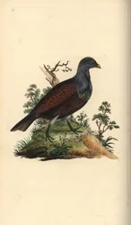 Western capercaillie, Tetrao urogallus. Handcoloured copperplate drawn and engraved by Edward Donovan from his own Natural History of British Birds, London