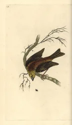 Yellowhammer, Emberiza citrinella
