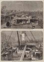 Cattle for the Christmas Market