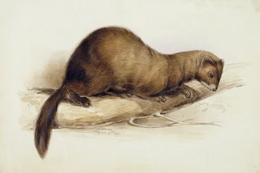 A Weasel