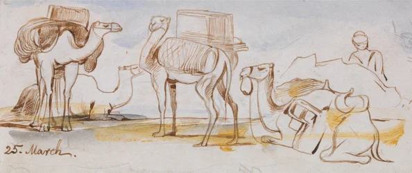Camels