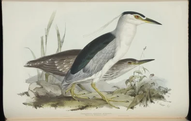 Common Night Heron, from 