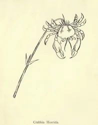 Crabbia Horrida