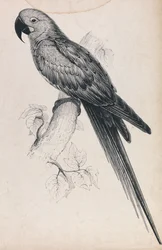 Hyacinthine Macaw (Plate 9)