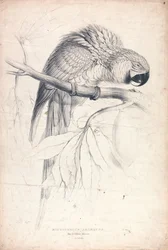 Blue and Yellow Macaw (Plate 8)