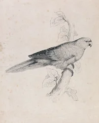 Pacific Parrakeet (Plate 26)