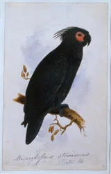 Parrot: Plate 16