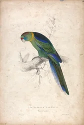 Platycerus Barnardi / Barnard