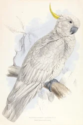 Greater Sulphur-crested Cockatoo