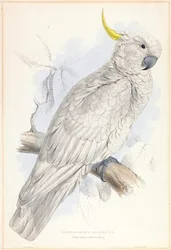 Greater Sulphur-crested Cockatoo