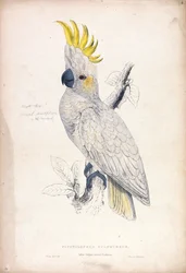 Plyctolophus sulphureus / Lesser Sulphur-crested Cockatoo (Plate 4)