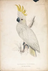 Plyctolophus sulphureus / Lesser Sulphur-crested Cockatoo (Plate 4)