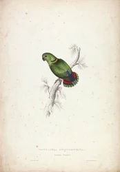 Psittacula Swinderniana. Swindern