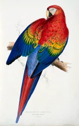 Red and Yellow Macaw Macrocercus Aracanga