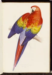 Red and Yellow Macaw