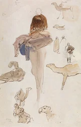 Studies of Camels