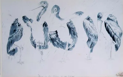 Studies of Storks