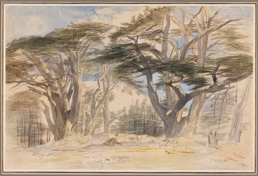 The Cedars of Lebanon