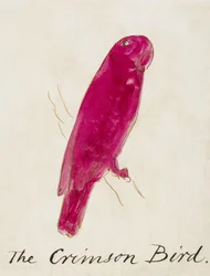 The Crimson Bird, from Sixteen Drawings of Comic Birds